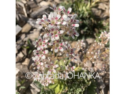 Saxifraga cotyledon 'Southside Seedling'_2