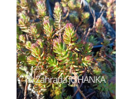 Sedum reflexum 'Angelina'