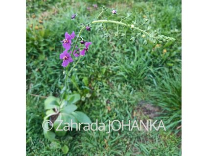 Verbascum phoeniceum 'Violetta'_1