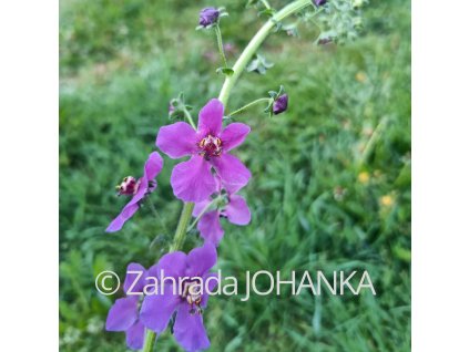 Verbascum phoeniceum 'Violetta'_2