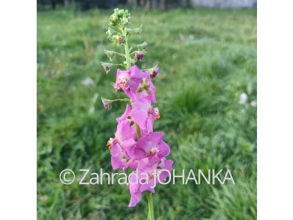 Verbascum phoeniceum 'Rosetta'_1