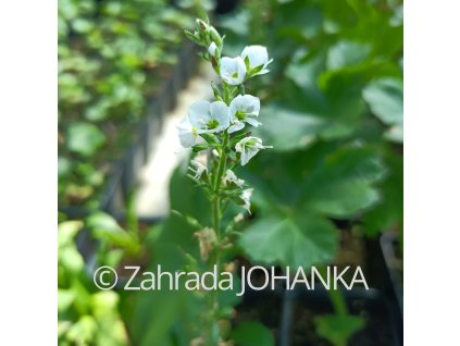Veronica gentianoides_3
