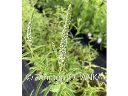 Veronica longifolia 'Alba'_3