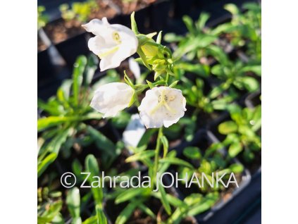 Campanula persicifolia 'Alba'_3
