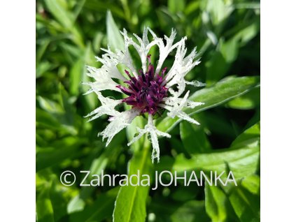 Centaurea montana 'Amethyst in Snow'_5