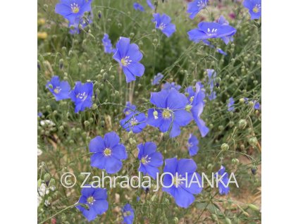 Linum perenne_4
