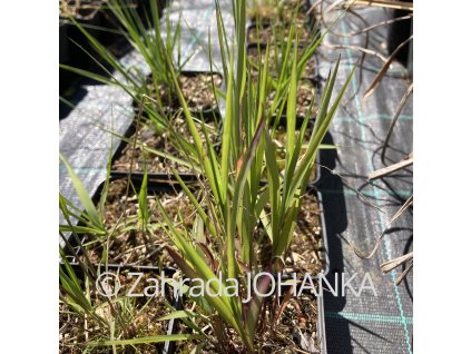 Molinia arundinacea 'Karl Foerster'
