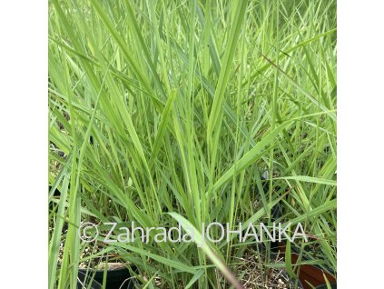 Panicum virgatum 'Hanse Herms'