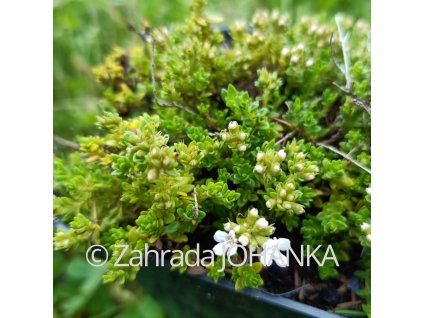 Thymus praecox 'Albiflorus'