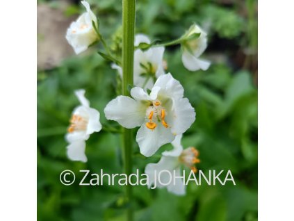 Verbascum phoeniceum 'Flush of White'_1