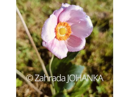 Anemone x hybrida 'Königin Charlotte'