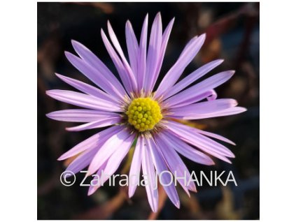 Aster laevis 'Calliope'