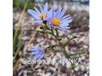 Aster laevis 'Novemberblau' _1