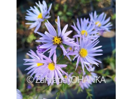 Aster laevis 'Novemberblau'