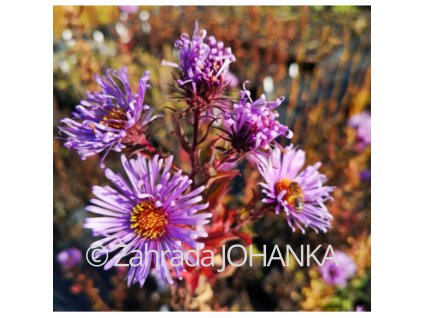 Aster novae-angliae 'Fragstein'