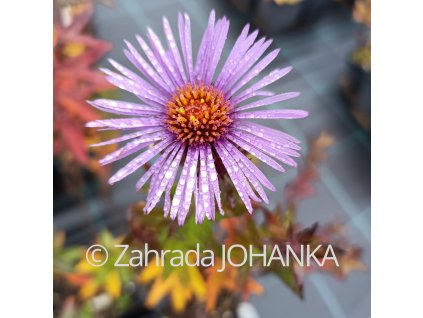 Aster novae-angliae 'Fragstein'_1
