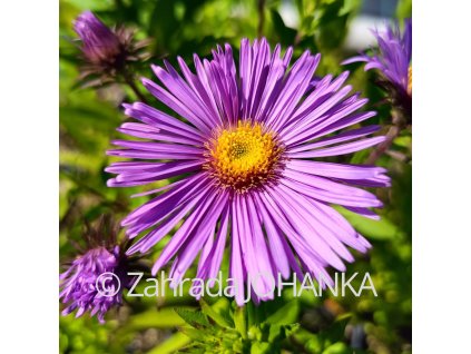 Aster novae-angliae 'Mrs ST Wright' _2