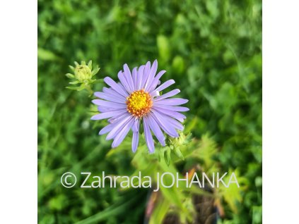 Aster oblongifolius 'October Skies'_1