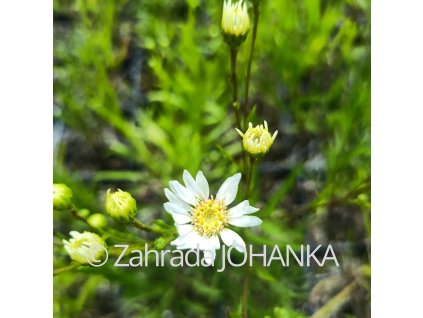 Aster ptarmicoides