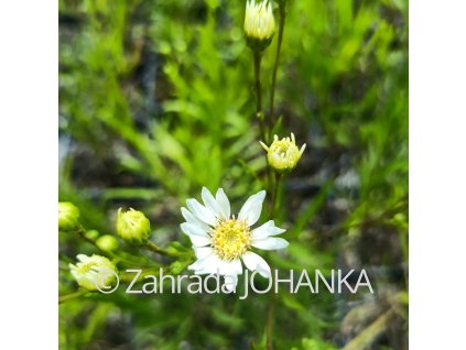 Aster ptarmicoides_1