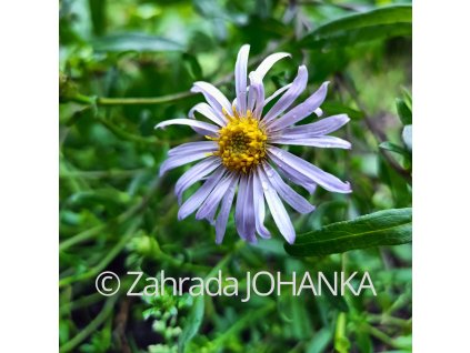 Aster pyrenaeus 'Lutetia'