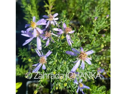 Aster sedifolius_1