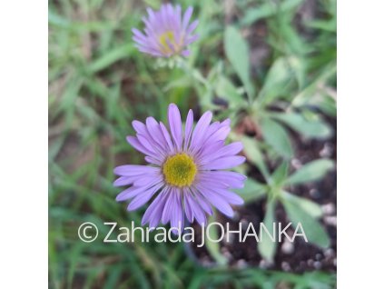 Aster sibiricus