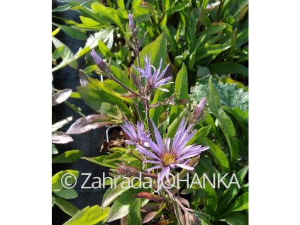 Aster spectabilis