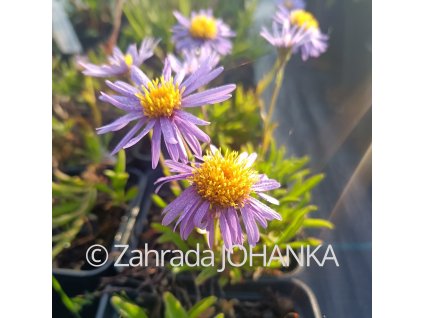 Aster tibeticus_2