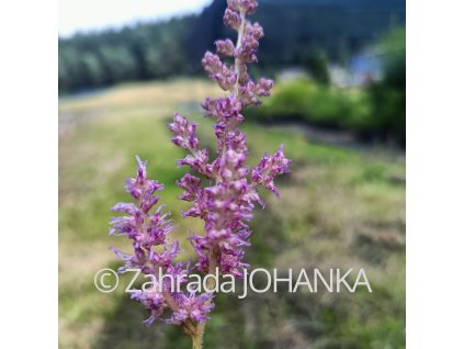 Astilbe chinensis var. taquetii 'Superba' _2