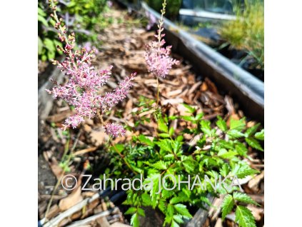 Astilbe simplicifolia 'Hennie Graafland'_1