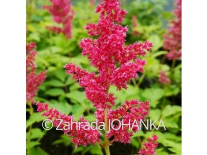 Astilbe x arendsii 'Red Charm'