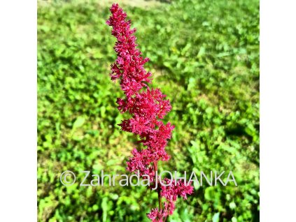 Astilbe x arendsii 'Fanal' _1