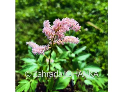 Astilbe japonica 'Europa'_1