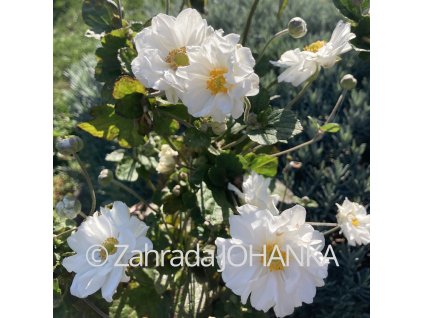 Anemone x hybrida 'Whirlwind'_4