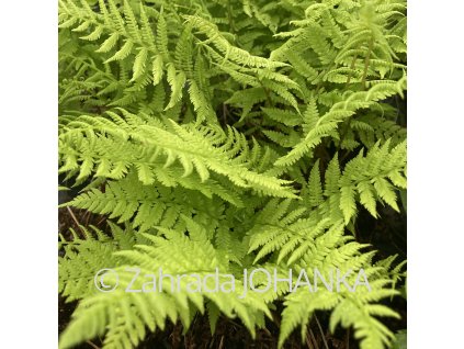 Athyrium filix-femina 'Lady in Red'_1
