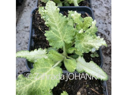 Betonica officinalis 'Alba'