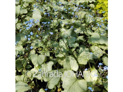 Brunnera macrophylla 'Looking Glass'