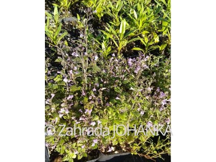 Calamintha nepeta 'Marvelette Blue'