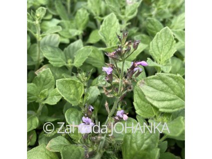 Calamintha nepeta 'Marvelette Blue'
