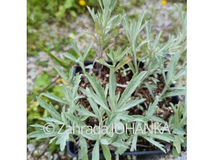 Artemisia ludoviciana 'Silver Queen_1