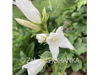 Campanula latifolia var. macrantha 'Alba'_2