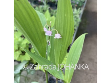 Convallaria majalis 'Rosea'