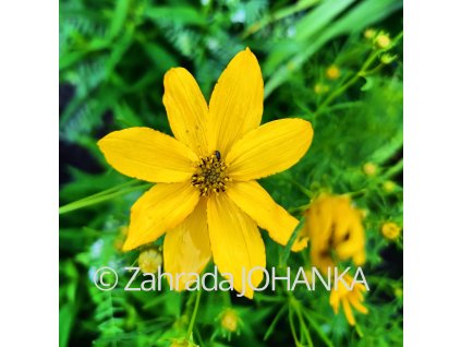 Coreopsis palmata_1