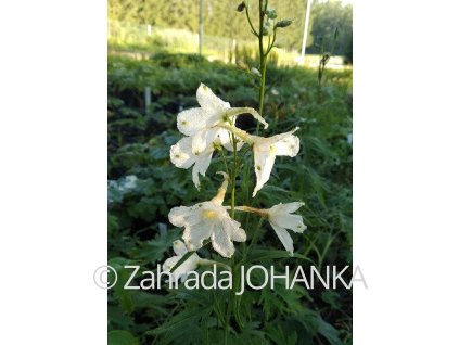 Delphinium belladonna 'Casa Blanca'