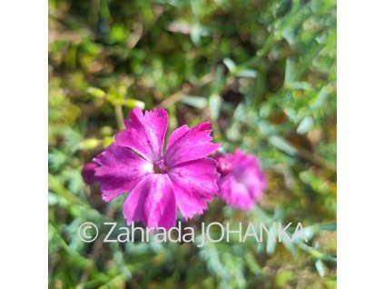 Dianthus gratianopolitanus 'Rubin'