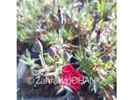 Dianthus gratianopolitanus 'Rubin'_3
