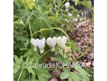 Dicentra spectabilis 'Alba'_4