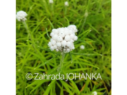Anaphalis margaritacea 'Neuschnee'