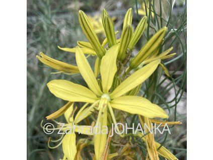 Asphodeline lutea _4